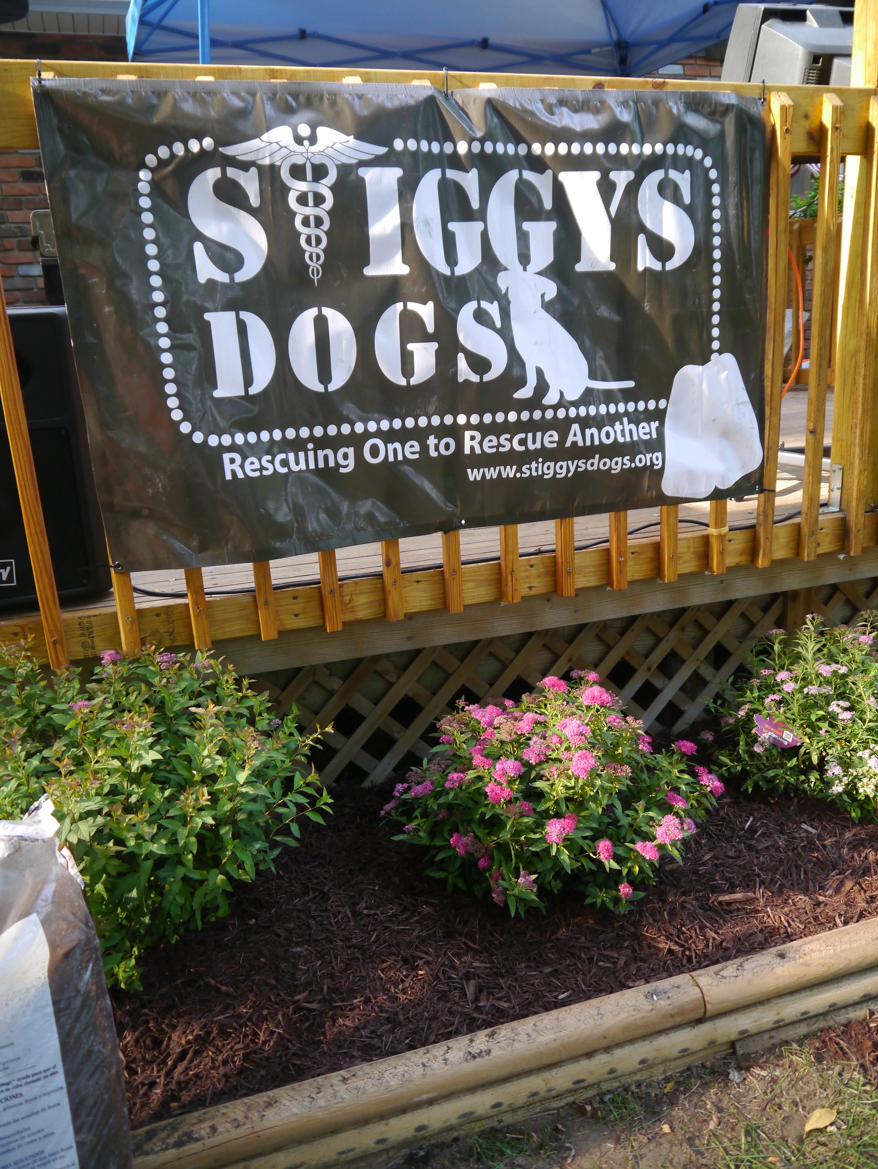 {celebration of service} stiggy’s dogs
