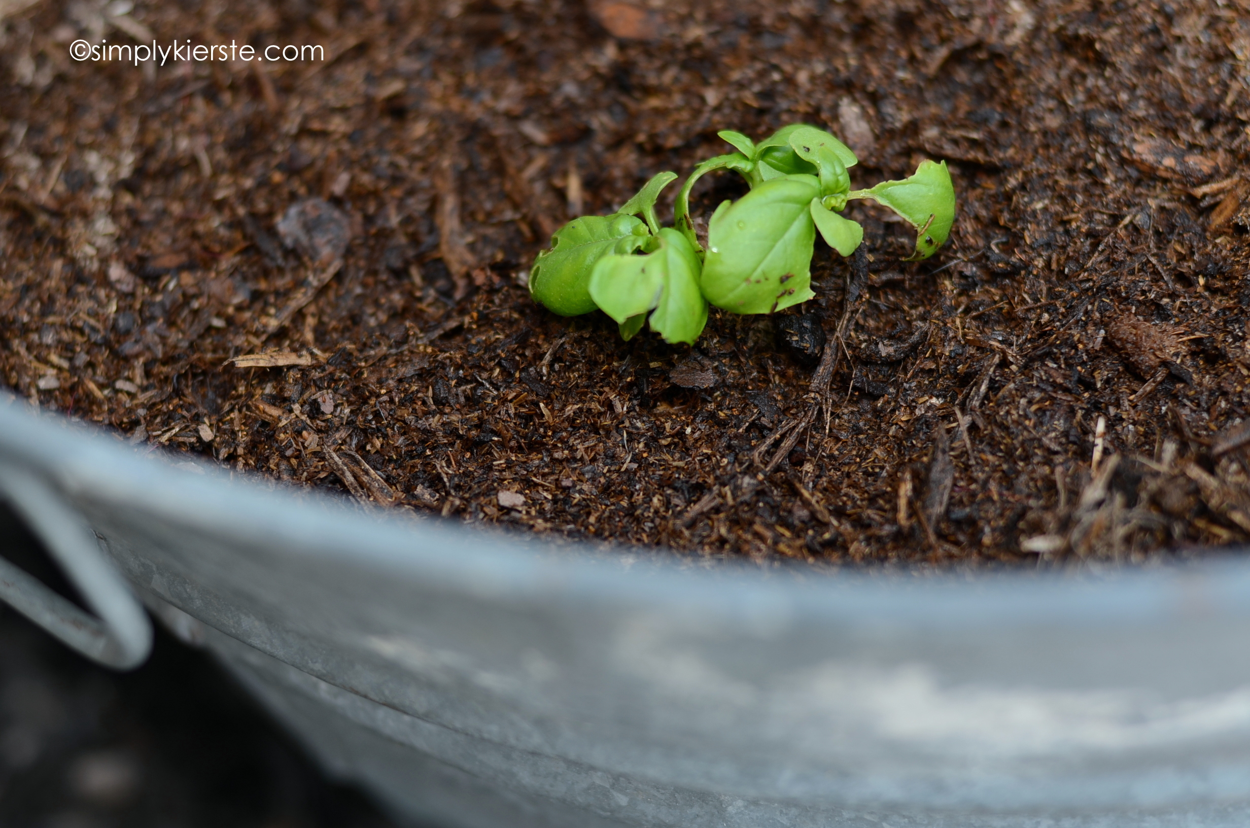My Herbs are Growing!  Gro-ables Update…