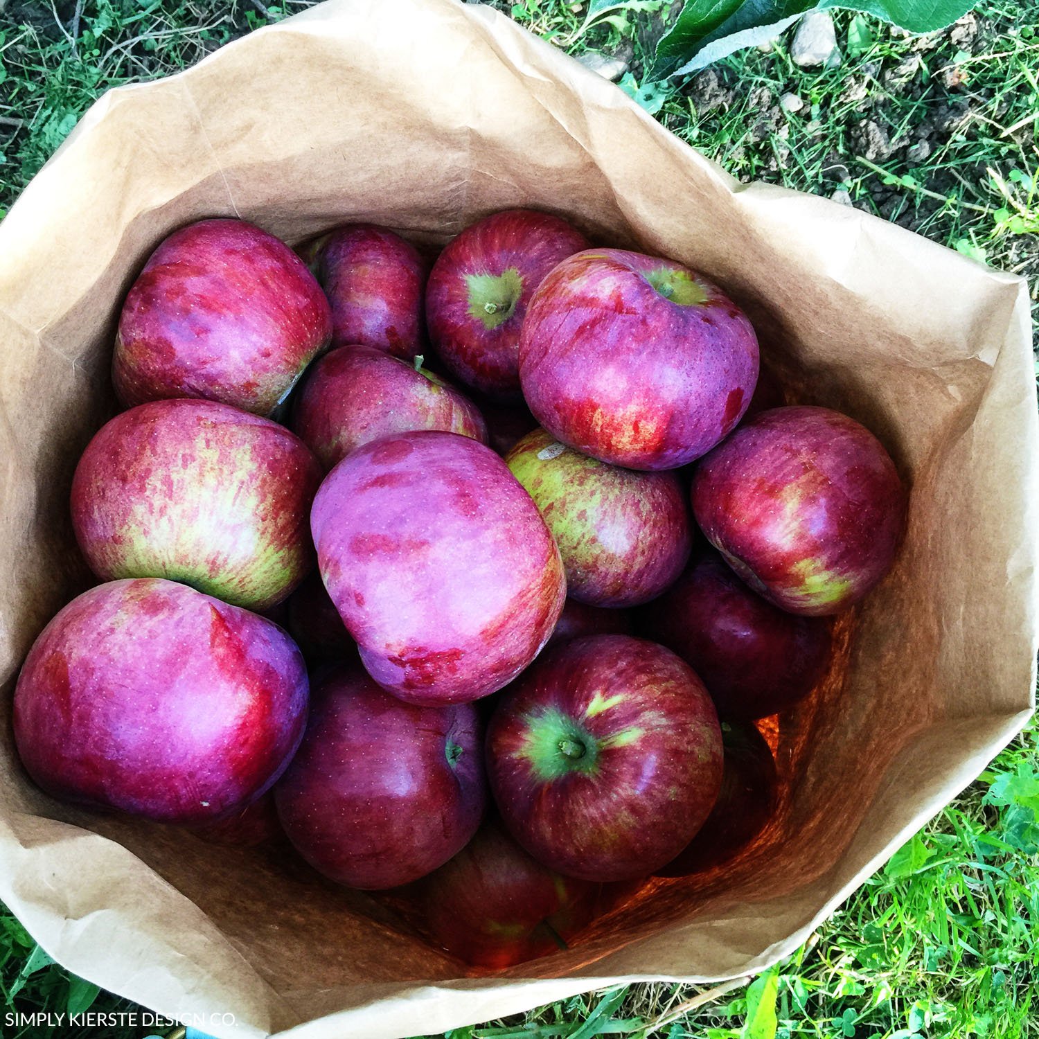 Apple Picking | Apple Farm | Fall Pumpkins | Fall Family Tradition | oldsaltfarm.com