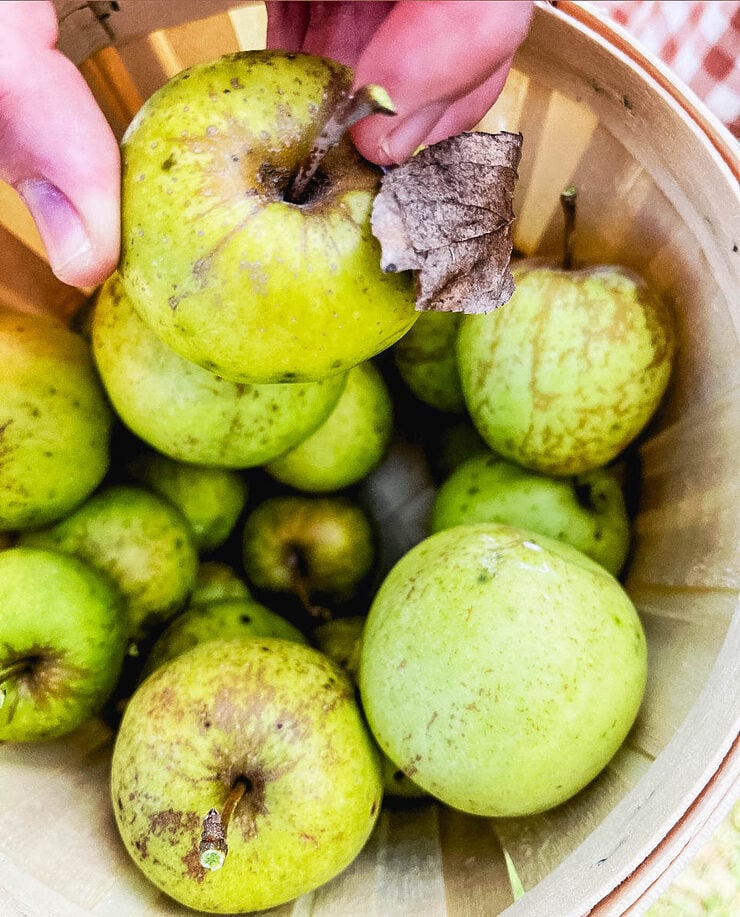 Apple Picking