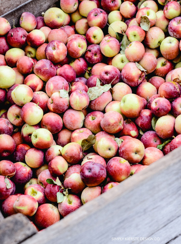 Apple Picking | Apple Farm | Fall Family Tradition | oldsaltfarm.com