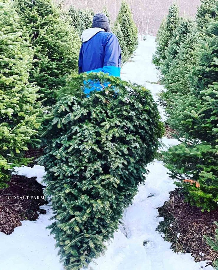 cut down a christmas tree