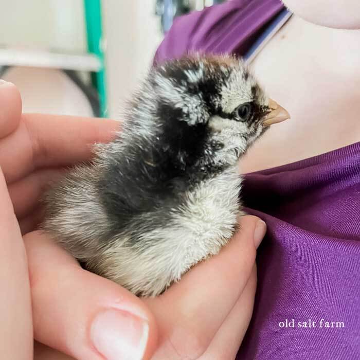 baby chick less than a week old