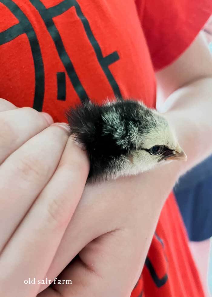 baby chick less than 1 week old
