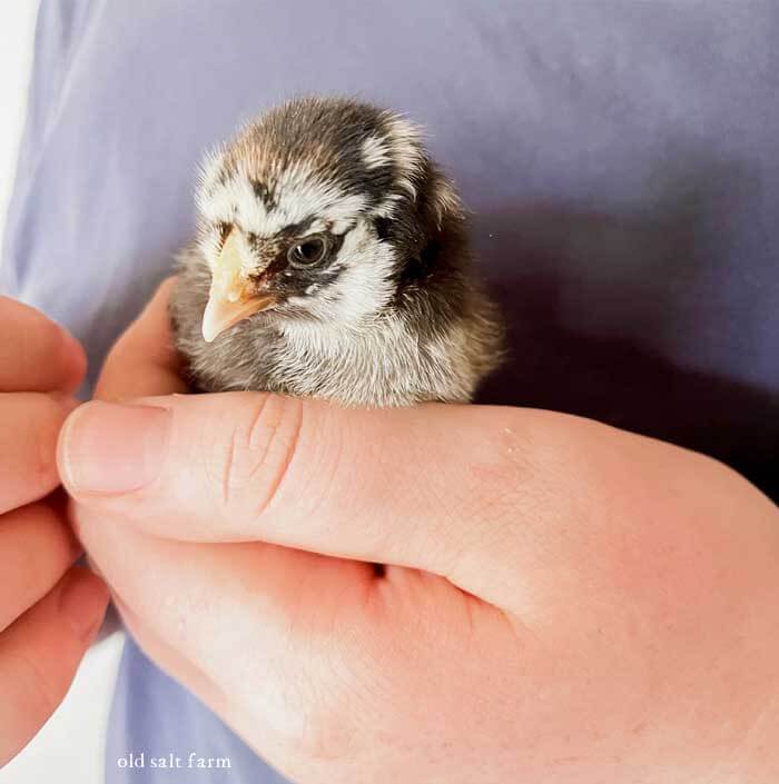 baby chick 3 days old