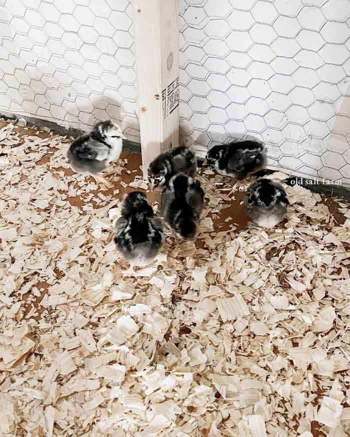 Baby chicks 1 week old