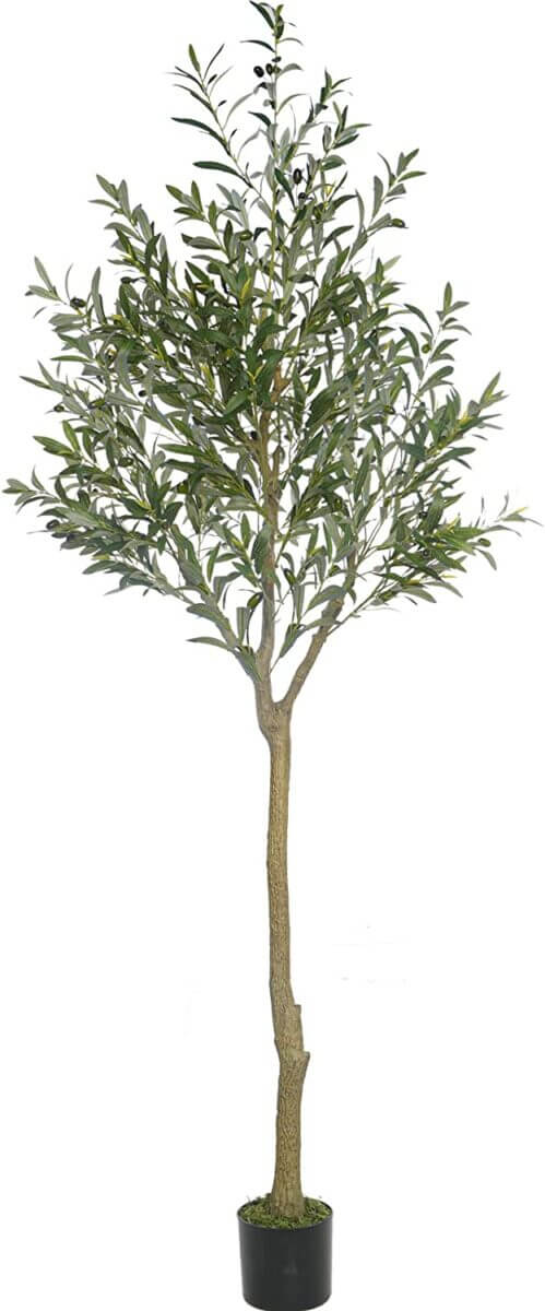 90 inch Classic Olive Tree
