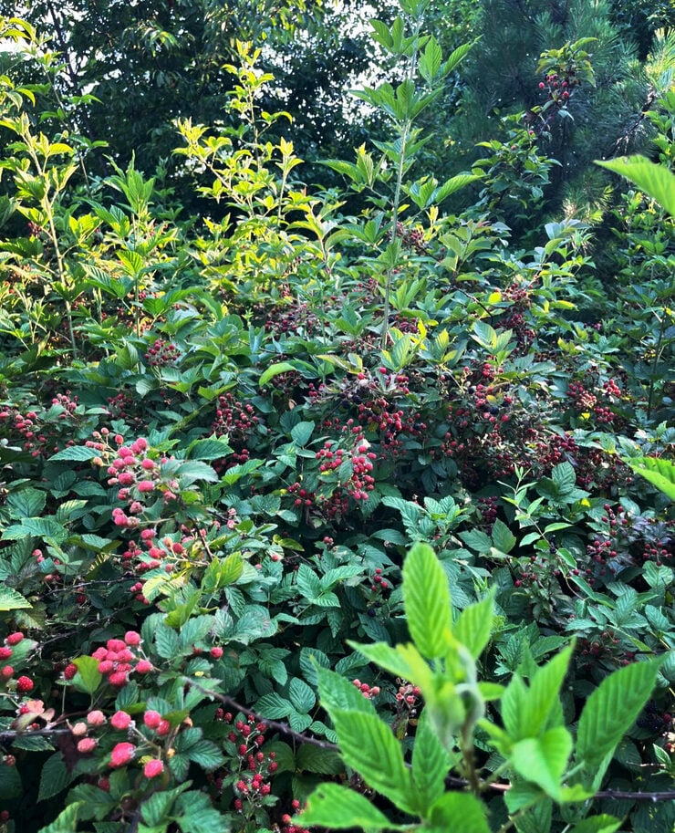 Cottage on Blackberry Hill